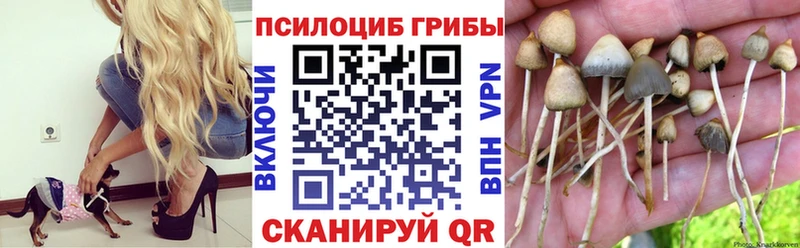 Галлюциногенные грибы Psilocybe  Корсаков 